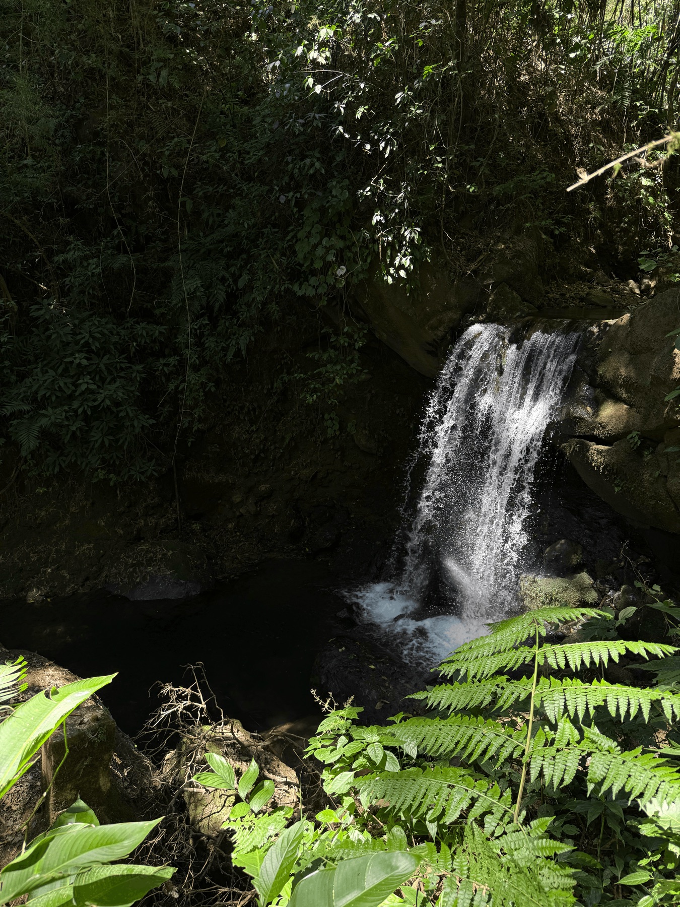 Cascada en Finca Colorado Springs